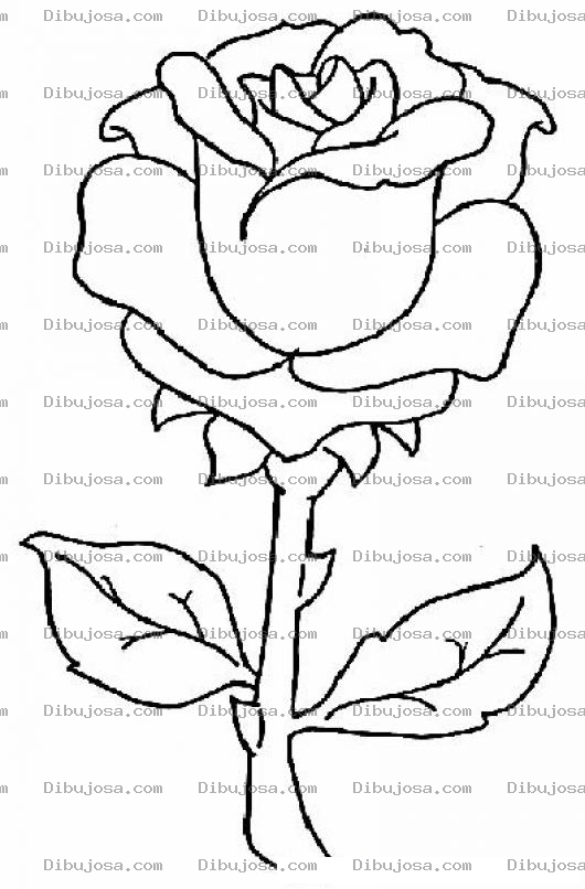 Dibujo para colorear Dibujo de una Rosa