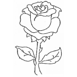 Dibujo para colorear Dibujo de una Rosa