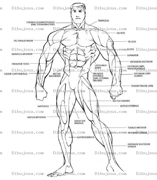 Dibujo para colorear Sistema Muscular Para Colorear Los Musculos Del Cuerpo Humano Dibujo De Hombre Musculoso