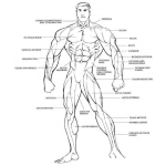Dibujo para colorear Sistema Muscular Para Colorear Los Musculos Del Cuerpo Humano Dibujo De Hombre Musculoso
