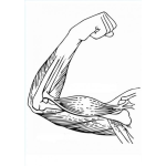 Dibujo para colorear Sistema Muscular Del Brazo Para Pintar Y Colorear Biceps Triceps Y Antebrazo