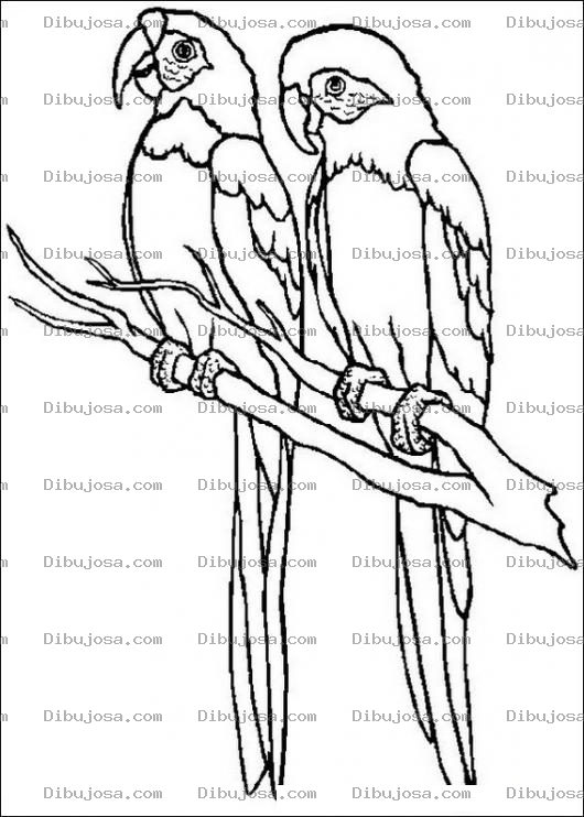 Dibujo para colorear Pintar papagayos