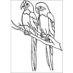 Dibujo para colorear Pintar papagayos