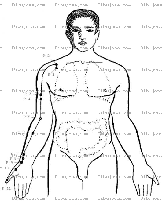 Dibujo para colorear Dibujo Del Cuerpo Humano Para Colorear