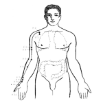 Dibujo para colorear Dibujo Del Cuerpo Humano Para Colorear