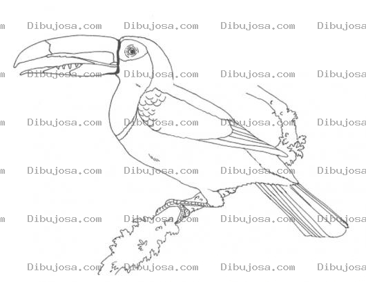 Dibujo para colorear Colorear Tucan Ave Nacional De Belice