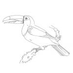Dibujo para colorear Colorear Tucan Ave Nacional De Belice