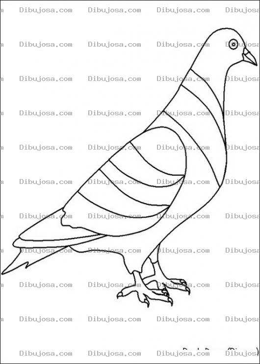 Dibujo para colorear Paloma de colores