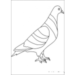 Dibujo para colorear Paloma de colores