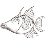 Dibujo para colorear Dibujo De Pez Barbado Para Pintar Y Colorear Pescado Con Barba