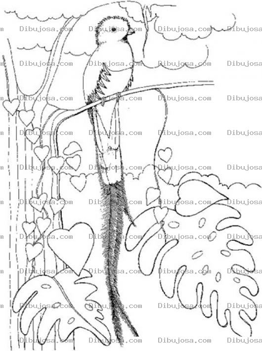 Dibujo para colorear Colorear al Quetzale el ave nacional de Guatemala