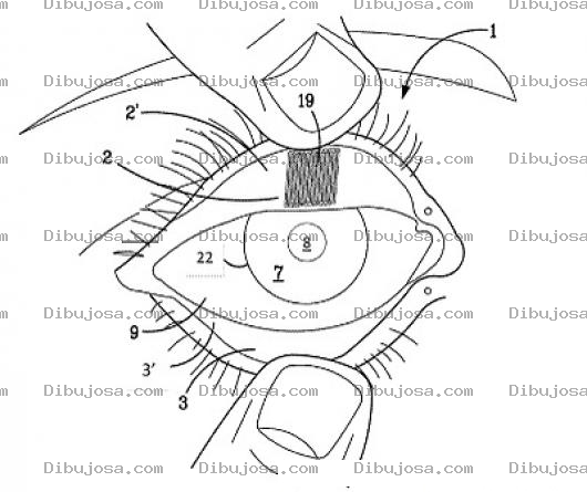 Dibujo para colorear Dibujo De Las Partes Del Ojo Para Pintar Y Colorear