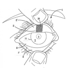 Dibujo para colorear Dibujo De Las Partes Del Ojo Para Pintar Y Colorear