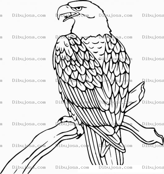Dibujo para colorear Aguila En Rama Para Colorear