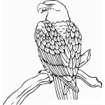 Dibujo para colorear Aguila En Rama Para Colorear