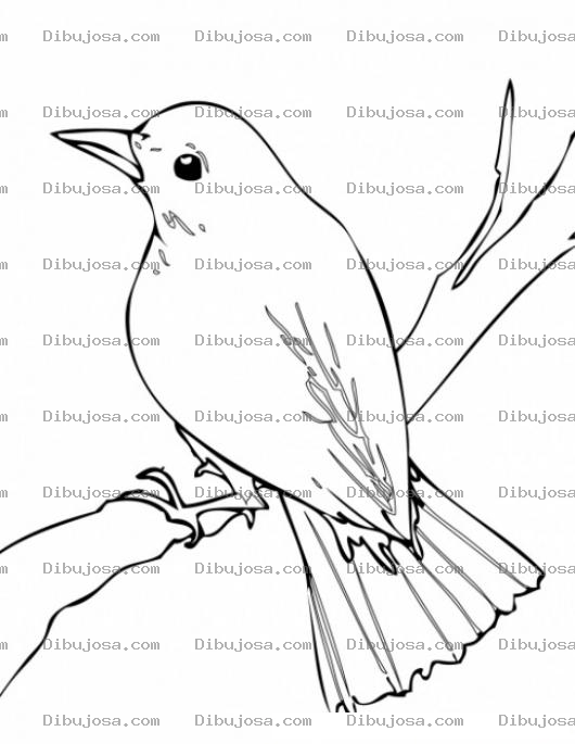 Dibujo para colorear Dibujo De Pajarito En Una Rama Para Colorear
