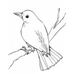Dibujo para colorear Dibujo De Pajarito En Una Rama Para Colorear