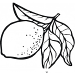 Dibujo para colorear Limon Con Tallo Y Hojas Para Colorear