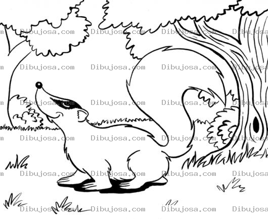 Dibujo para colorear Dibujo De Zorrillo En El Bosque Para Pintar Y Colorear