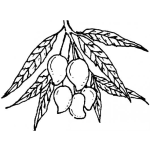 Dibujo para colorear Racimo De Mangos Para Colorear Mango Verde Mango Tomy Mango De Pashte Y Pintar Mangos Sabrosos