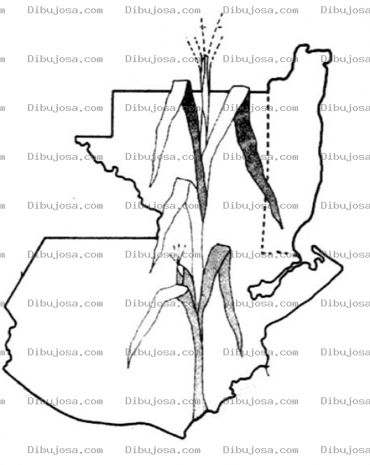 Dibujo para colorear La Tierra Del Maiz Dibujo Del Mapa De Guatemala Con Una Planta De Milpa Para Pintar Y Colorear El Pais De Los Hombres De Maiz
