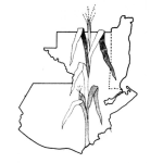 Dibujo para colorear La Tierra Del Maiz Dibujo Del Mapa De Guatemala Con Una Planta De Milpa Para Pintar Y Colorear El Pais De Los Hombres De Maiz