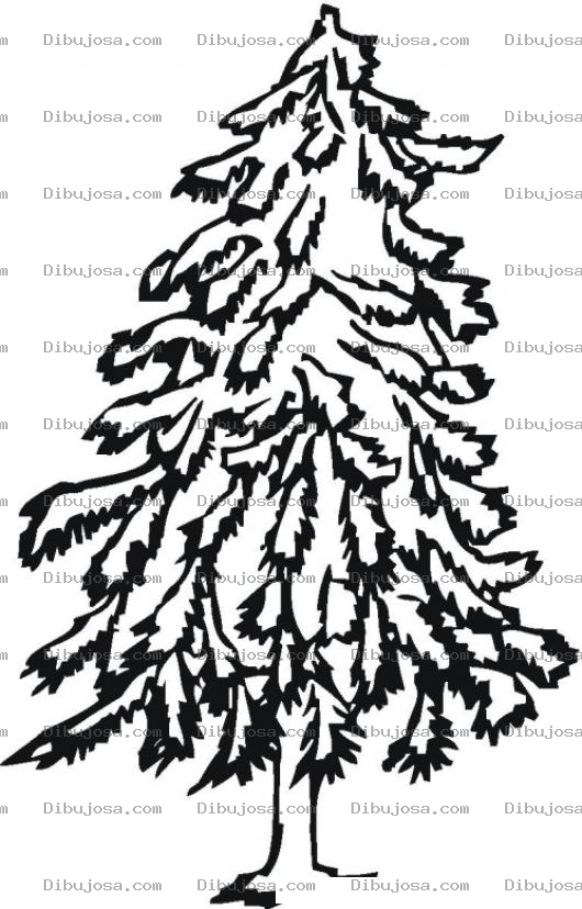 Dibujo para colorear Colorear Pino