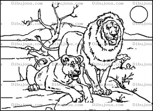 Dibujo para colorear Leonyleona Dibujo De Una Pareja De Leones Para Pintar Y Colorear Leona Y Leon Leonayleon Juntos