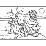 Dibujo para colorear Leonyleona Dibujo De Una Pareja De Leones Para Pintar Y Colorear Leona Y Leon Leonayleon Juntos