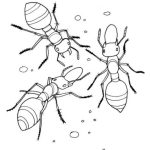 Dibujo para colorear 3hormigas Dibujo De Tres Hormigas Comiendo Migas Para Pintar Y Colorear Hormiguitas Platicando