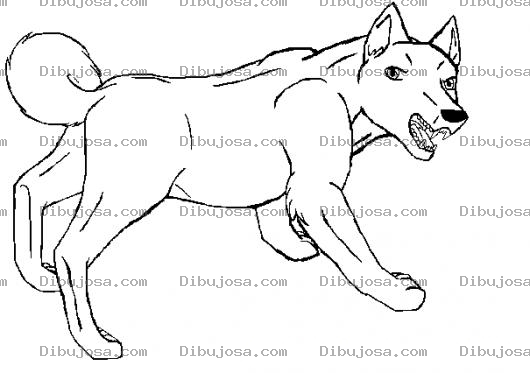 Dibujo para colorear Perrolobo Dibujo De Perro Lobo Para Pintar Y Colorear Loboperro