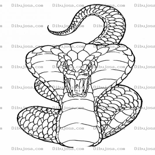 Dibujo para colorear Serpientecobra Dibujo De Culebra Cobra Para Pintar Y Colorear Serpinete Cobra Culebracobra