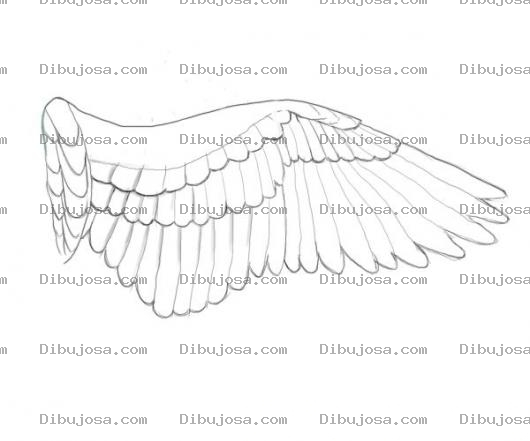 Dibujo para colorear Aladepajaro Dibujo De Una Ala De Pajaro Para Pintar Y Colorear