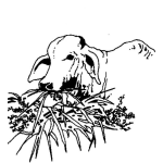 Dibujo para colorear Vacasincuernos Dibujo De Vaca Sin Cuernos Comiendo Pasto Para Pintar Y Colorear Vacasincachos