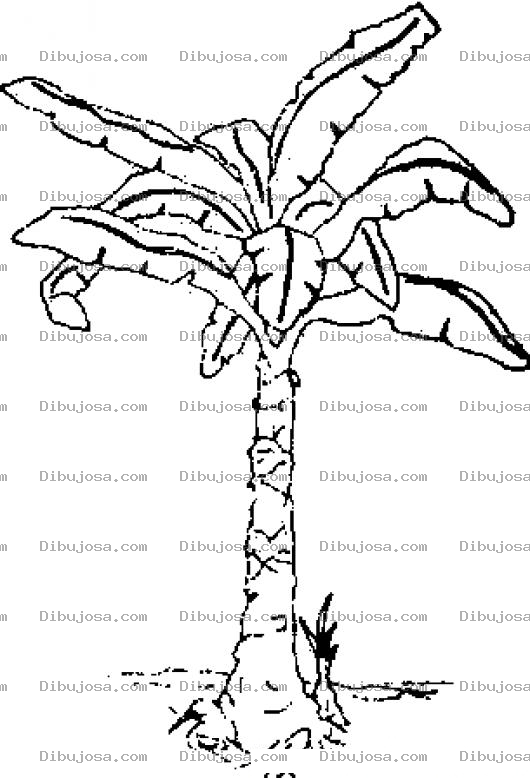 Dibujo para colorear Platanar Dibujo De Arbol De Platanos Para Pintar Y Colorear