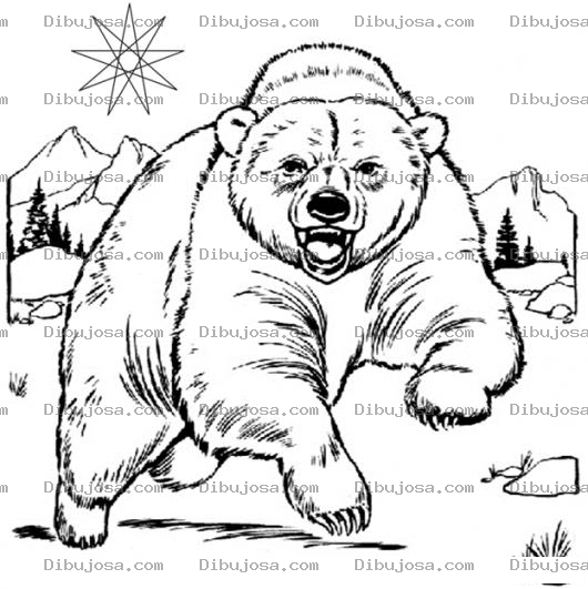 Dibujo para colorear Oso Furioso Corriendo De Frente Para Pintar Y Colorear