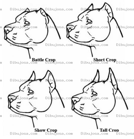 Dibujo para colorear Tipos De Pitbull Segun La Forma De La Cabeza