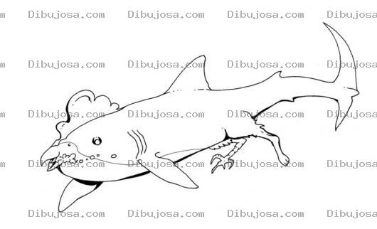 Dibujo para colorear Gallotiburon Dibujo De Gallo Tiburon Para Pintar Y Colorear Tiburongallo