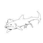 Dibujo para colorear Gallotiburon Dibujo De Gallo Tiburon Para Pintar Y Colorear Tiburongallo