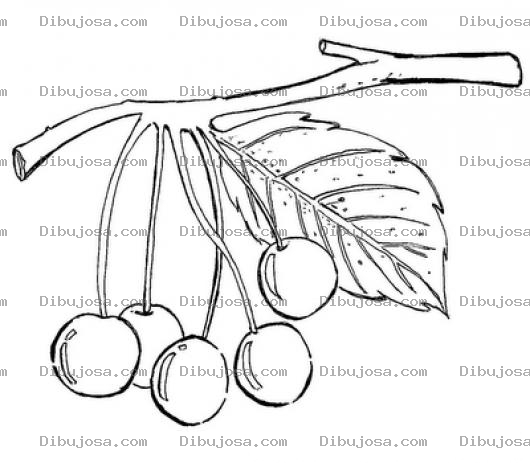 Dibujo para colorear Dibujo De Una Ramita De Ciruelas Para Colorear 5ciruelas