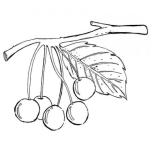 Dibujo para colorear Dibujo De Una Ramita De Ciruelas Para Colorear 5ciruelas
