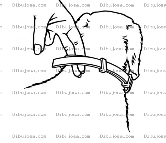 Dibujo para colorear Collar De Perro Para Pintar Y Colorear