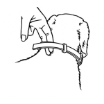 Dibujo para colorear Collar De Perro Para Pintar Y Colorear
