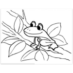 Dibujo para colorear Colorear ranita sobre una rama