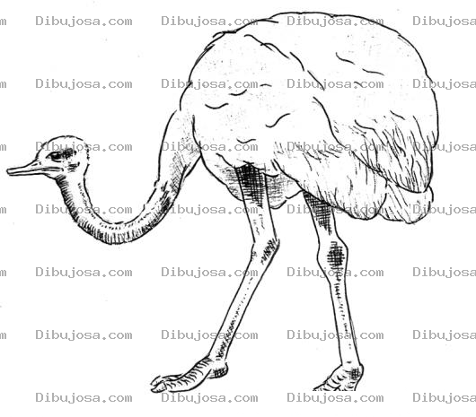 Dibujo para colorear Avestruz Achicopalada Dibujo De Aveztruz Aguitada Para Pintar Y Colorear