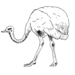 Dibujo para colorear Avestruz Achicopalada Dibujo De Aveztruz Aguitada Para Pintar Y Colorear