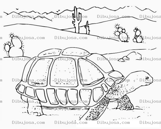 Dibujo para colorear Tortuga Del Desierto Dibujo De Tortuga Caminando En El Desierto Para Pintar Y Colorear Tortuga De Tierra Seca