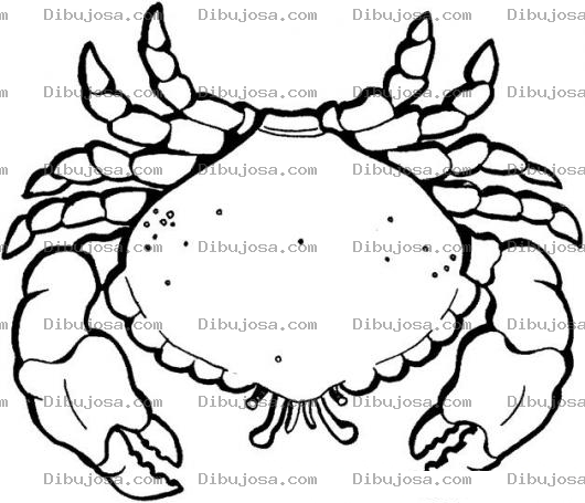 Dibujo para colorear Dibujo De Cangrejo Azul Para Para Pintar Y Colorear