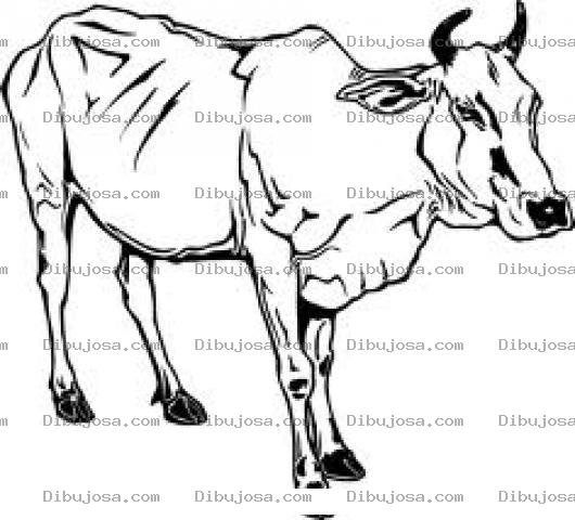 Dibujo para colorear Caca Flaca Para Colorear Vaquita Desnutrida Y Mal Alimentada