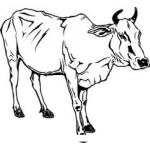 Dibujo para colorear Caca Flaca Para Colorear Vaquita Desnutrida Y Mal Alimentada